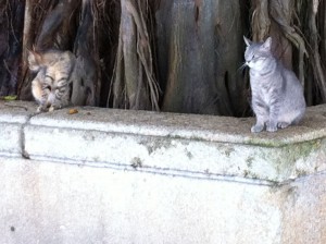 Island Cats