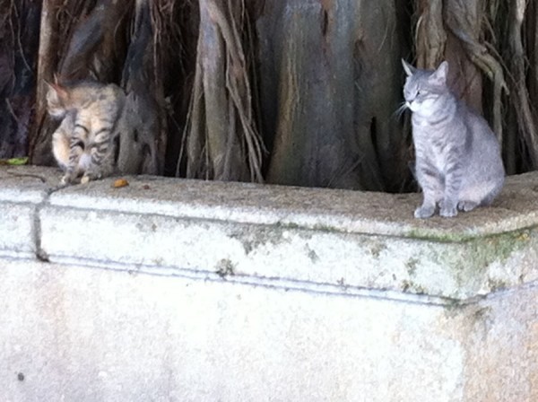 Island Cats