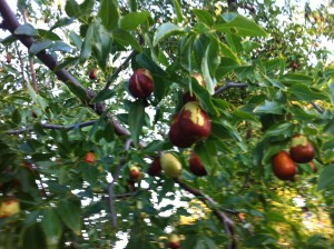 Jujube Tree