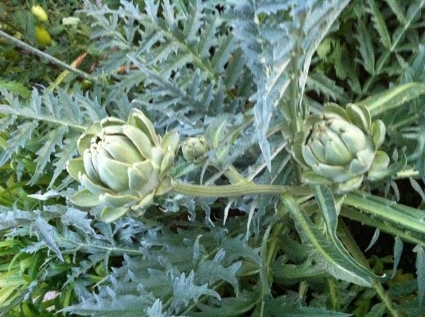 Artichokes