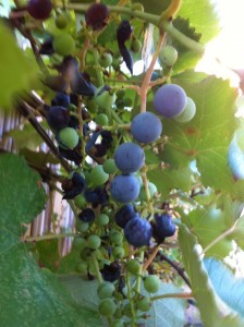 Concord Grapes