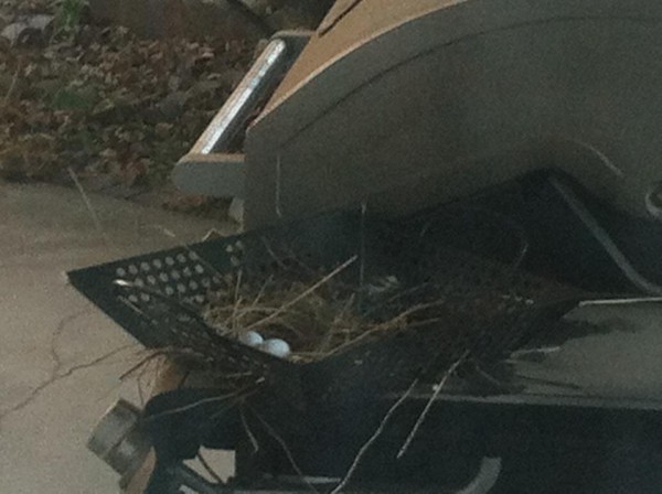 Two Turtledove Eggs