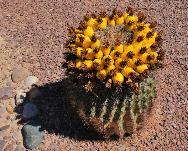 barrell_cactus