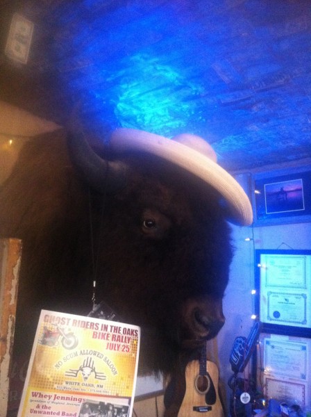 Buffalo hanging out by Billy.