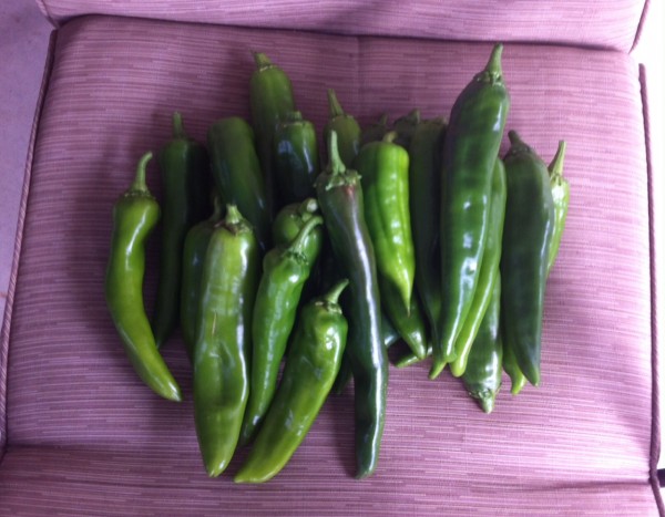 One evening's yield from the garden.