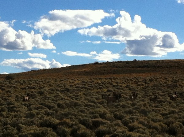 A harem of elk ignore the rolling metal cars behind them.