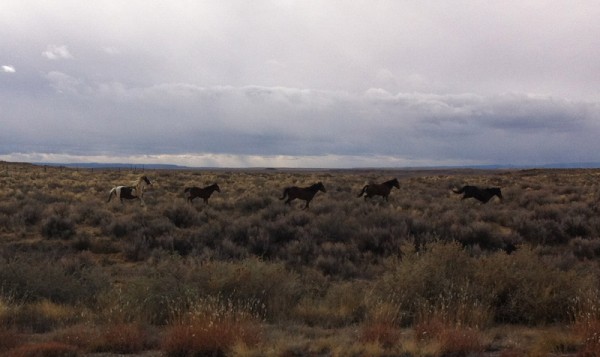 Wild Horses Running By the Road
