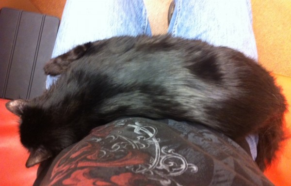 Chayya was fin napping on my lap in the vet's examination room.
