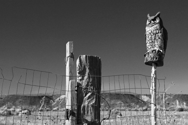 Hoo's On The Fence, San Felipe Pueblo