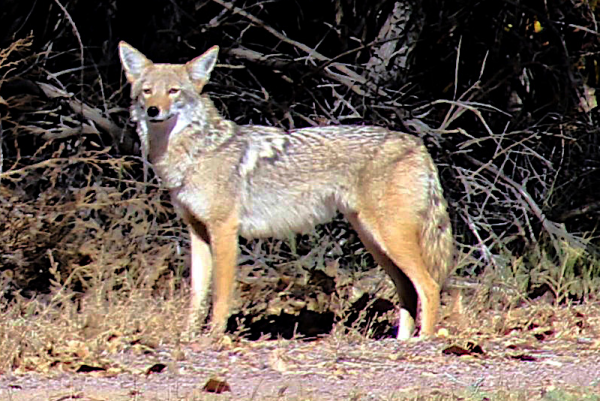 coyote