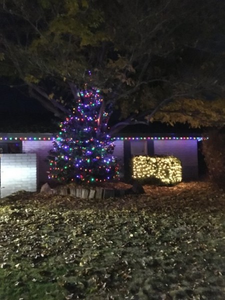 The holly tree in my folk's front yard.  Picture Credit: Pa.