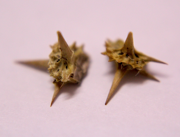 After stepping on a patch of these this morning, I thought I'd try a 10x macro shot of these two to display their magnificence.  I need some focus work.