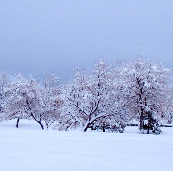 snowy