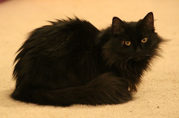 Chayya wonders what I am doing.