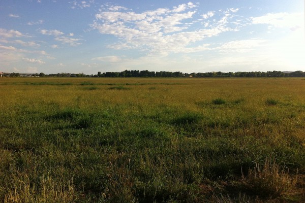 Grand fields for geese.