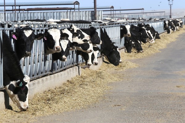 Dinner time at the Willard Dairy.